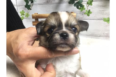 成約済の静岡県のチワワ(ロングコート)-67128の7枚目