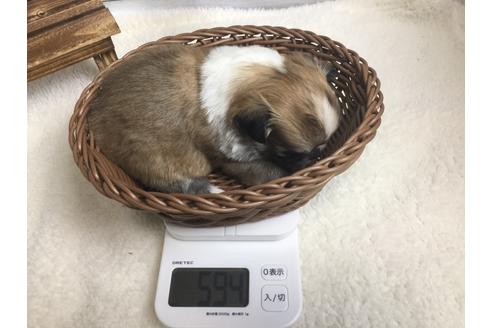 成約済の静岡県のチワワ(ロングコート)-67128の6枚目