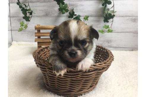 成約済の静岡県のチワワ(ロングコート)-67128の5枚目