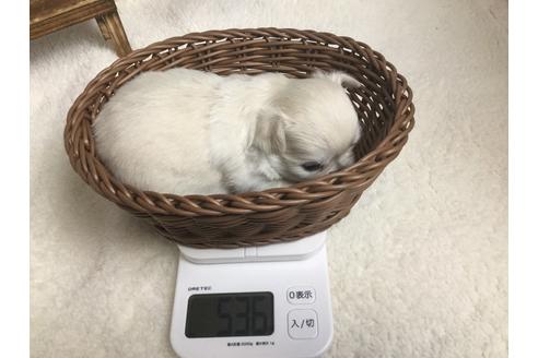 成約済の静岡県のチワワ(ロングコート)-67130の7枚目