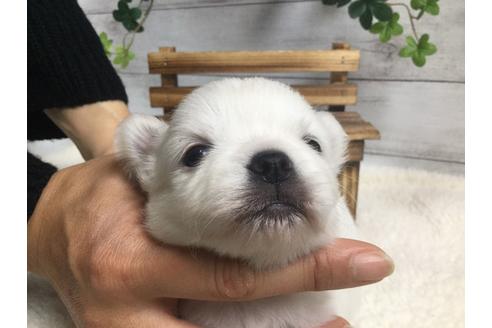 成約済の静岡県のチワワ(ロングコート)-67132の8枚目