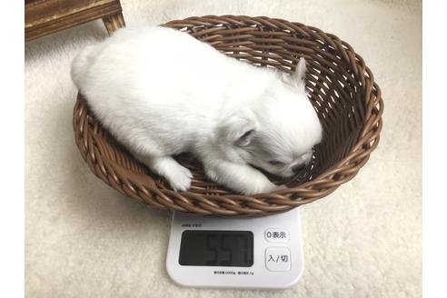 成約済の静岡県のチワワ(ロングコート)-67132の7枚目