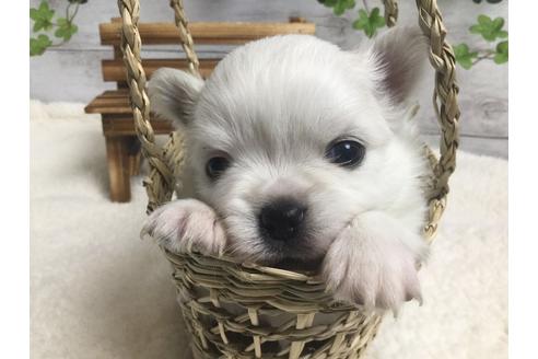 成約済の静岡県のチワワ(ロングコート)-67132の6枚目