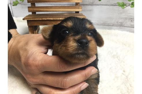 成約済の静岡県のヨークシャーテリア-67135の6枚目