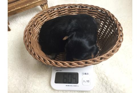 成約済の静岡県のヨークシャーテリア-67135の5枚目