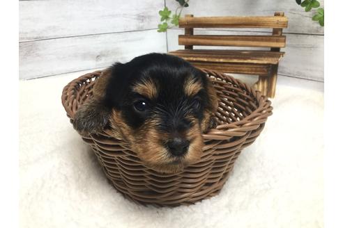 成約済の静岡県のヨークシャーテリア-67135の4枚目