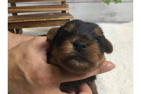 成約済の静岡県のヨークシャーテリア-67139の7枚目