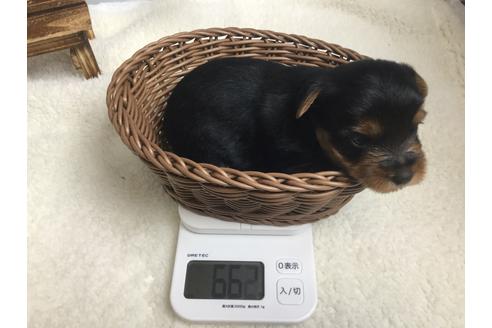 成約済の静岡県のヨークシャーテリア-67139の6枚目