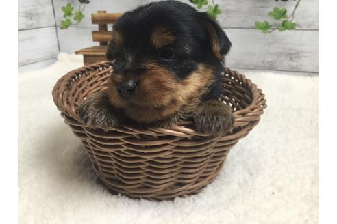 成約済の静岡県のヨークシャーテリア-67139の5枚目