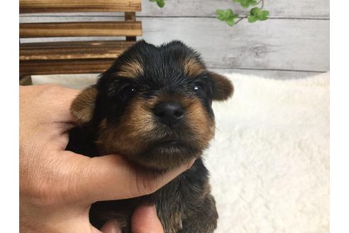 成約済の静岡県のヨークシャーテリア-67141の5枚目