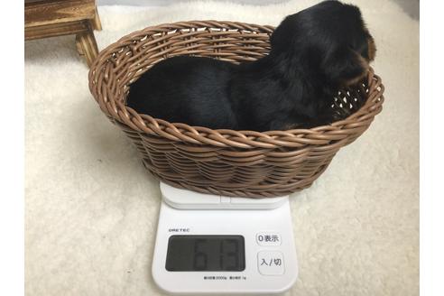 成約済の静岡県のヨークシャーテリア-67141の4枚目