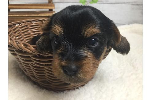 成約済の静岡県のヨークシャーテリア-67141の3枚目