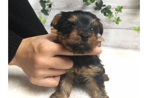 成約済の静岡県のヨークシャーテリア-66240の3枚目