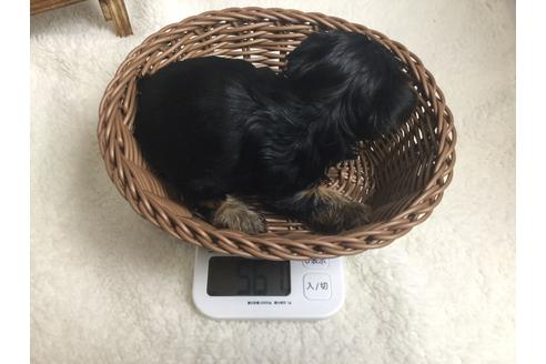 成約済の静岡県のヨークシャーテリア-66240の2枚目