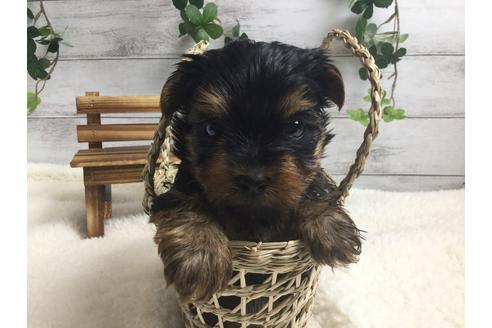 成約済の静岡県のヨークシャーテリア-66240