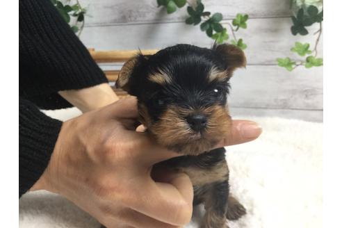 成約済の静岡県のヨークシャーテリア-66245