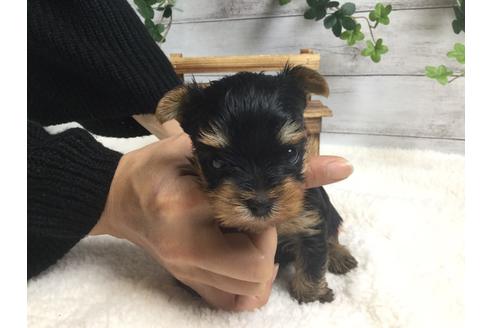 成約済の静岡県のヨークシャーテリア-66245の4枚目