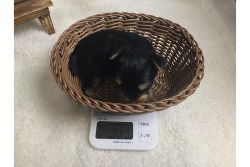 成約済の静岡県のヨークシャーテリア-66245の3枚目