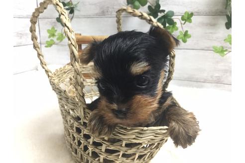 成約済の静岡県のヨークシャーテリア-66245の2枚目