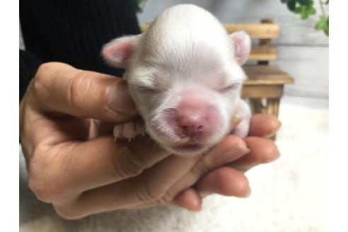 成約済の静岡県のチワワ(ロングコート)-68248の13枚目