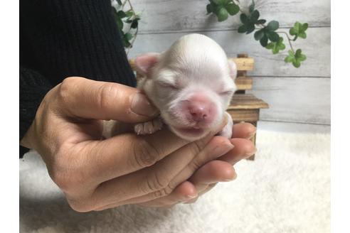 成約済の静岡県のチワワ(ロングコート)-68248の12枚目