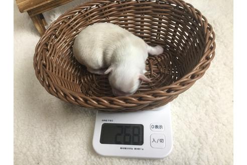 成約済の静岡県のチワワ(ロングコート)-68248の11枚目