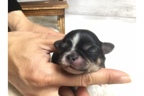 成約済の静岡県のチワワ(ロングコート)-68249の12枚目