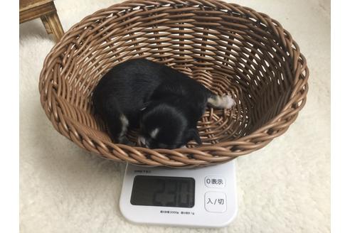 成約済の静岡県のチワワ(ロングコート)-68249の11枚目