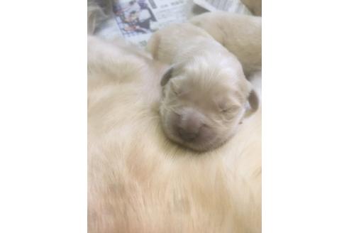 成約済の静岡県のゴールデンレトリーバー-68251