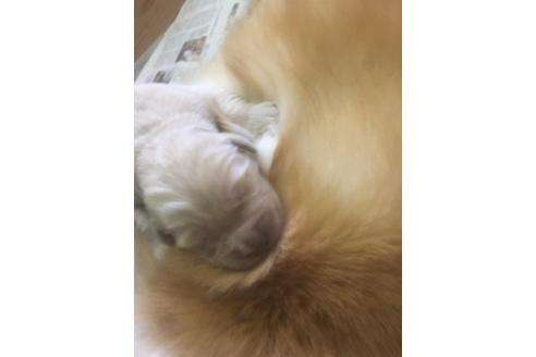 成約済の静岡県のゴールデンレトリーバー-68254の3枚目