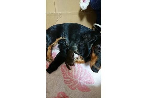 成約済の静岡県のミニチュアダックスフンド(ロングヘアード)-68257の8枚目