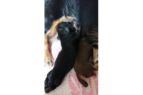 成約済の静岡県のミニチュアダックスフンド(ロングヘアード)-68258の9枚目