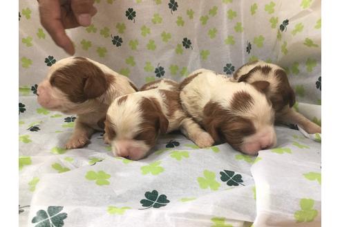 成約済の愛知県のキャバリアキングチャールズスパニエル-68259の6枚目
