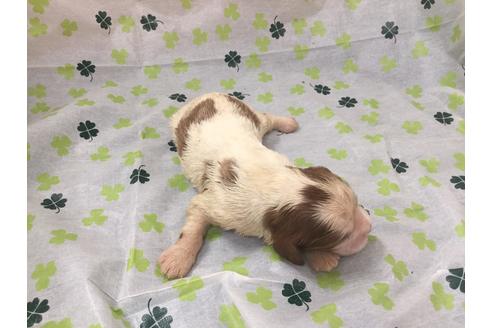 成約済の愛知県のキャバリアキングチャールズスパニエル-68259の5枚目