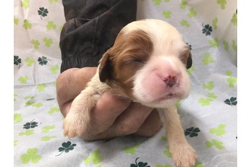 成約済の愛知県のキャバリアキングチャールズスパニエル-68261の4枚目