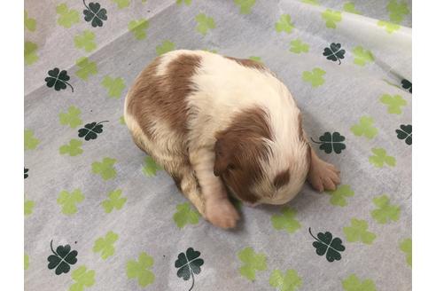 成約済の愛知県のキャバリアキングチャールズスパニエル-68261の3枚目