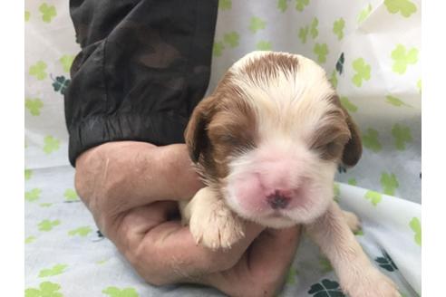 成約済の愛知県のキャバリアキングチャールズスパニエル-68262の4枚目