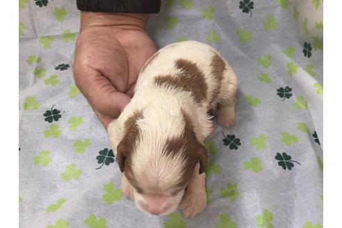 成約済の愛知県のキャバリアキングチャールズスパニエル-68262の3枚目