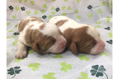 成約済の愛知県のキャバリアキングチャールズスパニエル-68264の3枚目