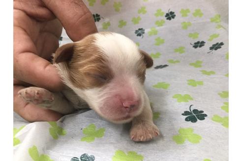 成約済の愛知県のキャバリアキングチャールズスパニエル-68264の1枚目