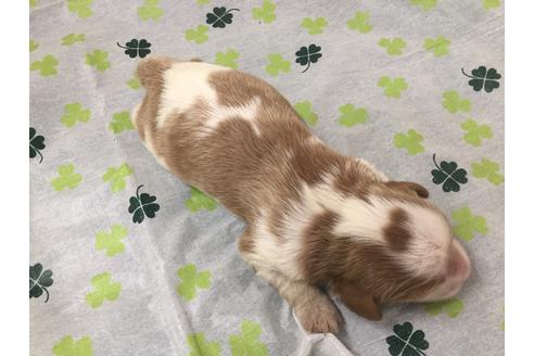 成約済の愛知県のキャバリアキングチャールズスパニエル-68264の2枚目