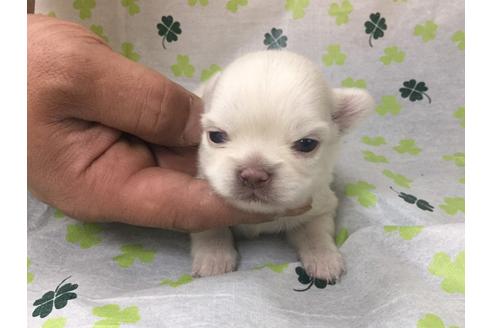 成約済の愛知県のチワワ(ロングコート)-68266の1枚目