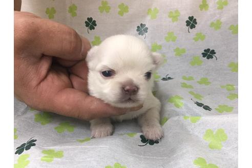 成約済の愛知県のチワワ(ロングコート)-68266の2枚目