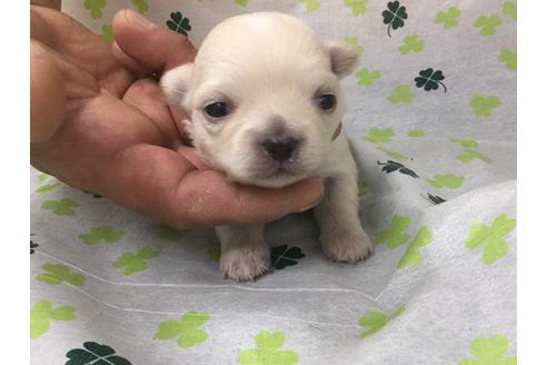 成約済の愛知県のチワワ(ロングコート)-68274