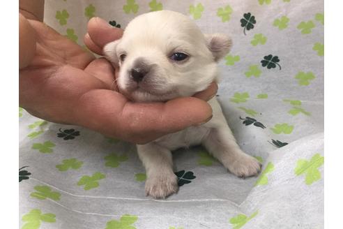 成約済の愛知県のチワワ(ロングコート)-68274の2枚目