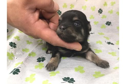 成約済の愛知県のチワワ(ロングコート)-68275