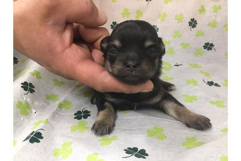 成約済の愛知県のチワワ(ロングコート)-68275の2枚目