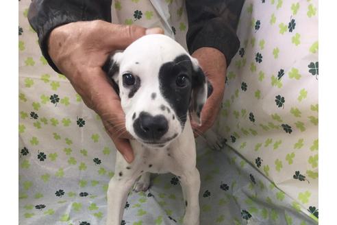 成約済の愛知県のダルメシアン-66206の1枚目