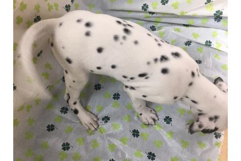 成約済の愛知県のダルメシアン-66206の2枚目
