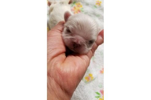 成約済の神奈川県のペキニーズ-68278の3枚目
